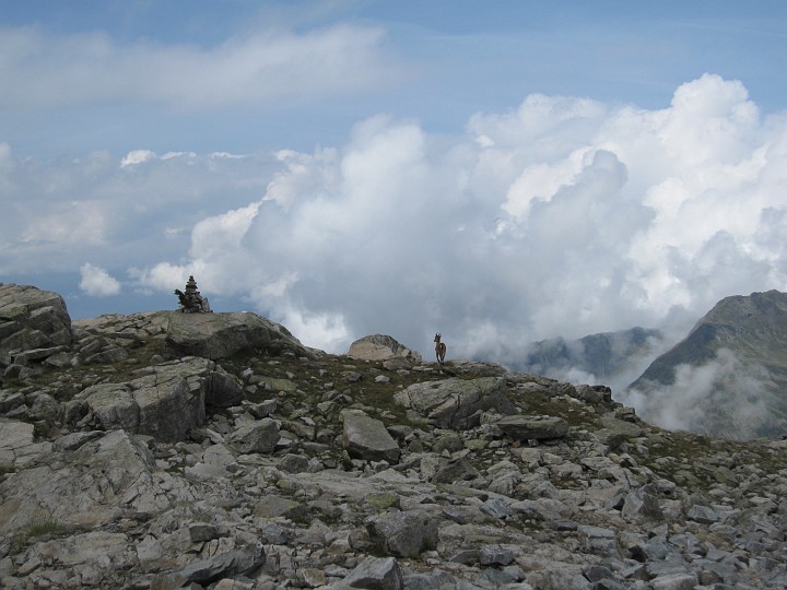 IMG_2132.jpg - Ibex enjoying the view!